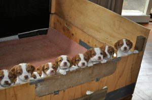 Nine puppies standing at attention
