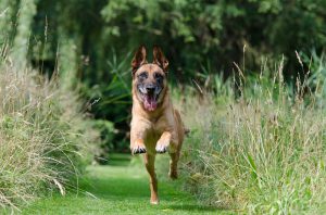 malinois-662784_960_720