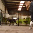En bra kennel tillgodoser hundarnas behov