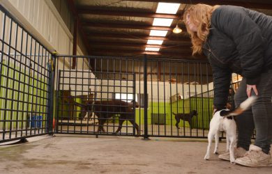 En bra kennel tillgodoser hundarnas behov