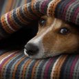 Vaccinera din hund