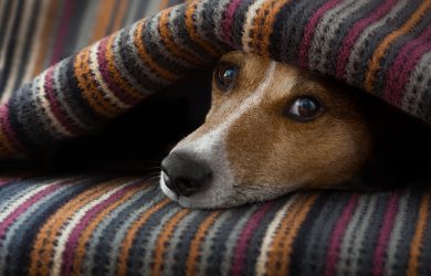 Vaccinera din hund