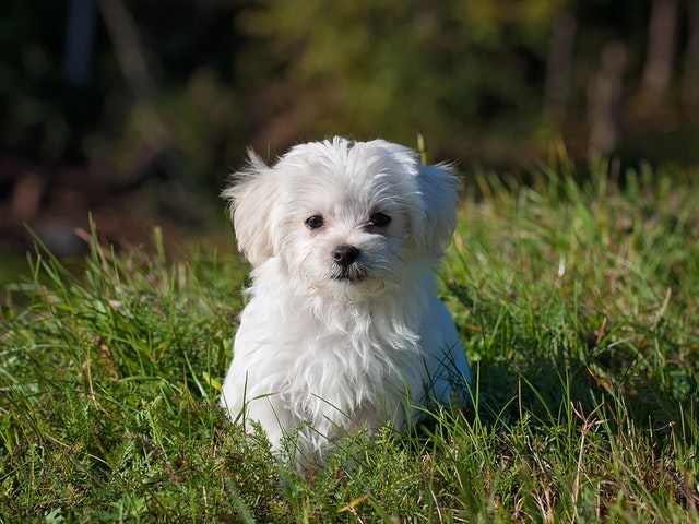 En hund i gräs