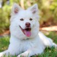 En vit hund