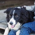 Hund i knät