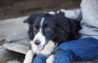 Hund i knät