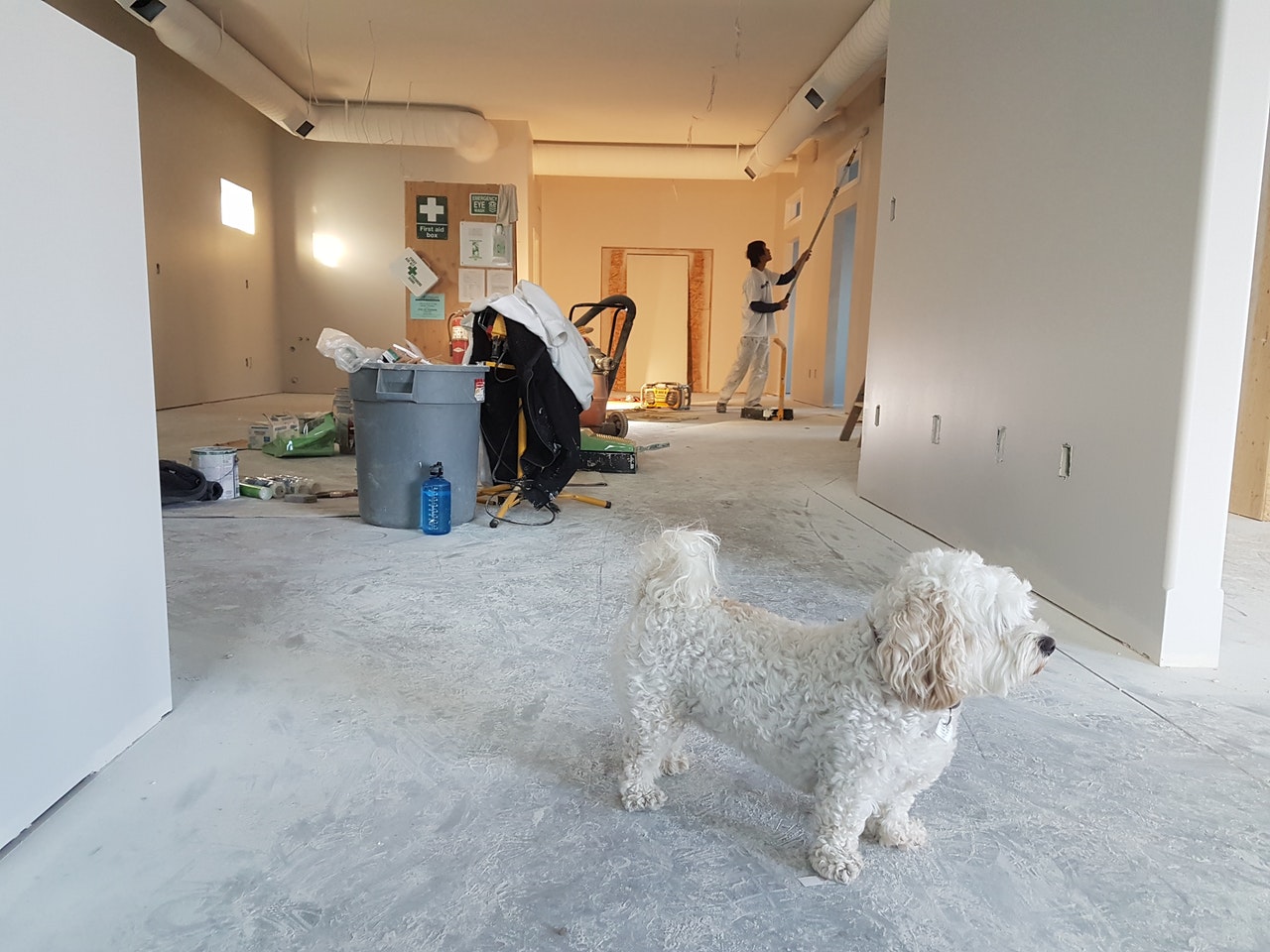 Städning med hund