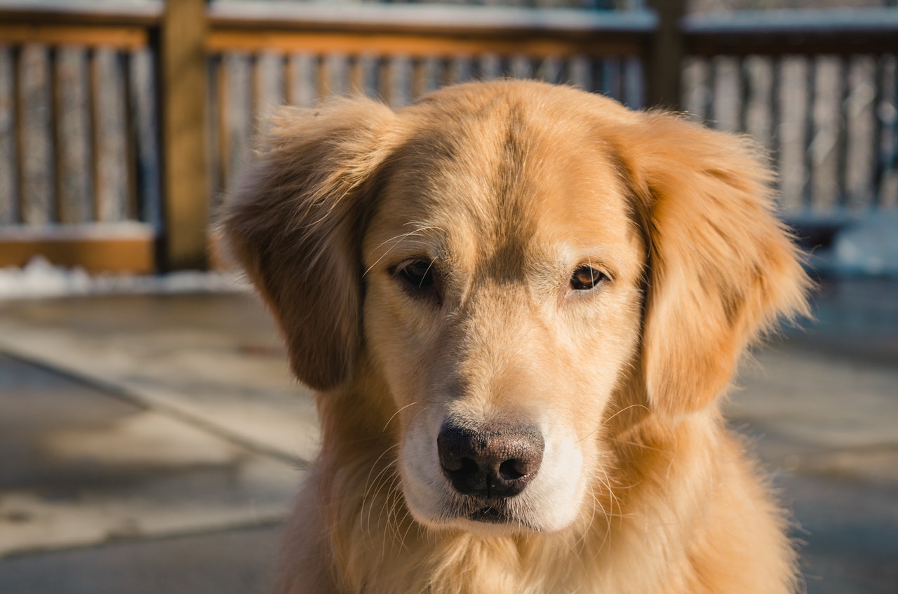 Golden retrievers fäller mycket