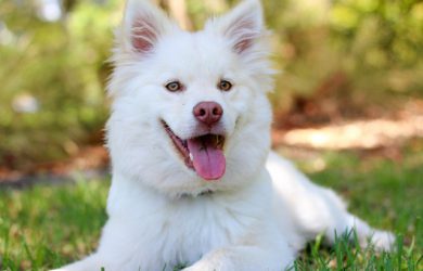 En vit hund